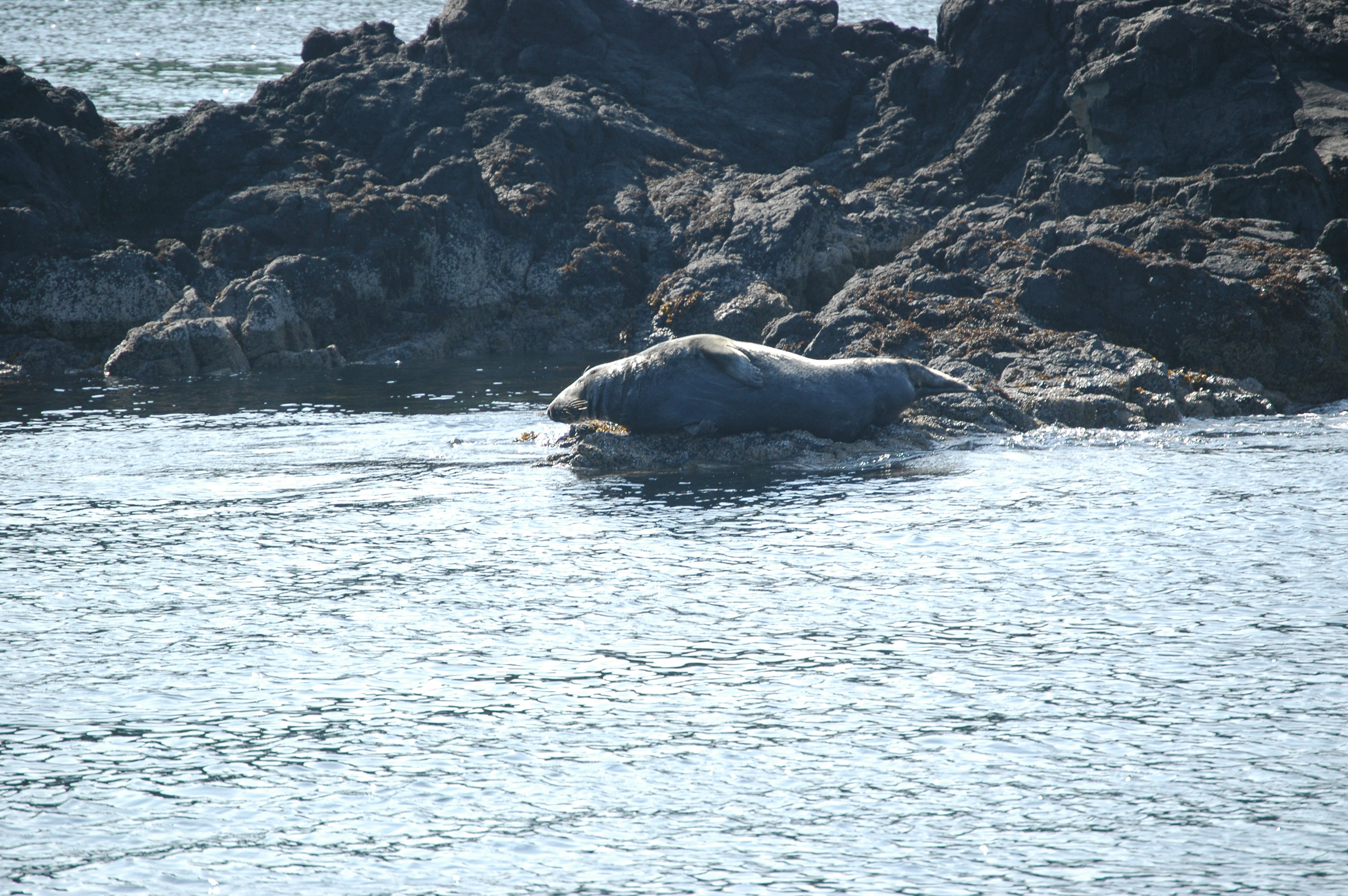 photos/wildlife/Mammal_Species/Common_Seal/Scotland 2008 1662.JPG